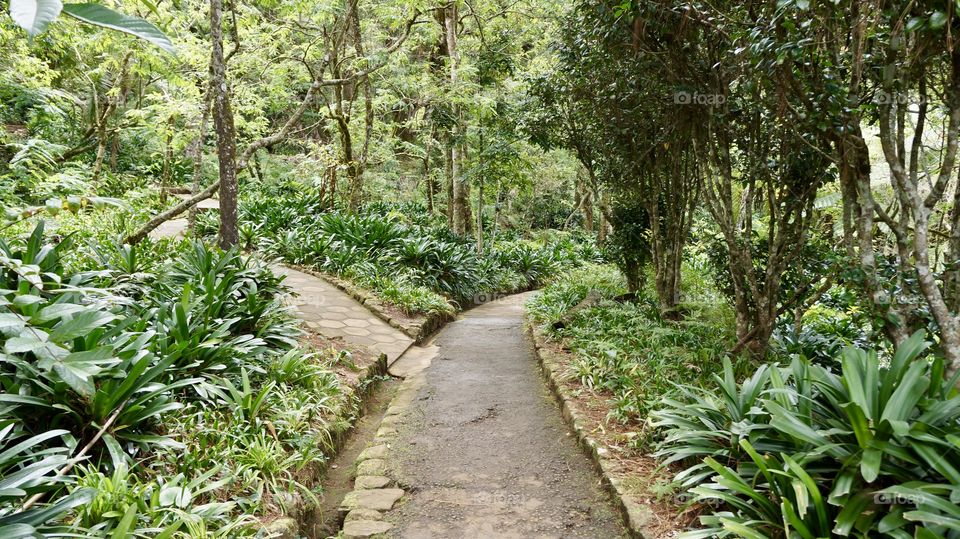Inside the botanical garden of haggala - Nuwara eliya...