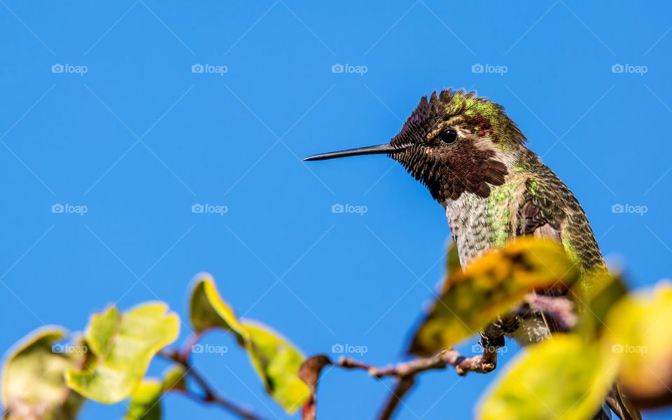 Hummingbird