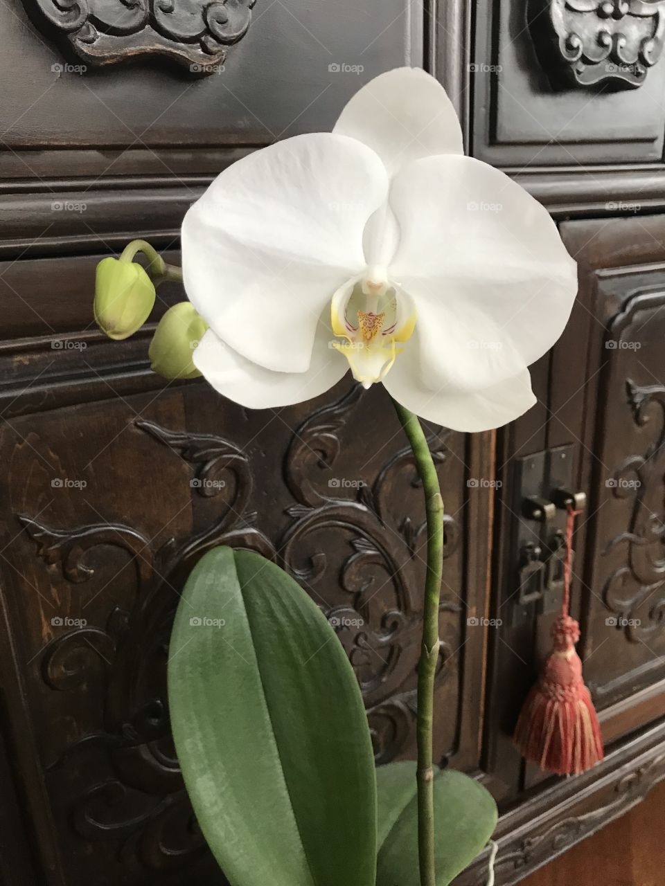 My blooming orchids 