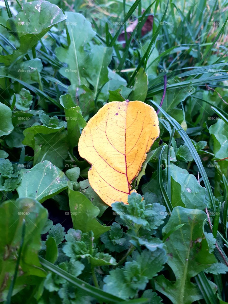 yellow leaf in the grass