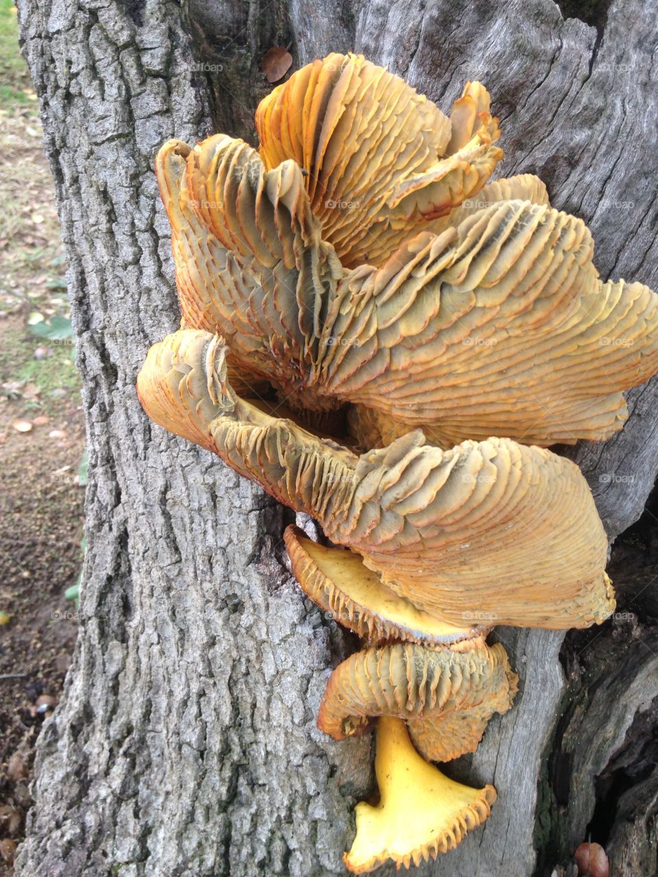 MushroomsII. Growing on tree at golf course 