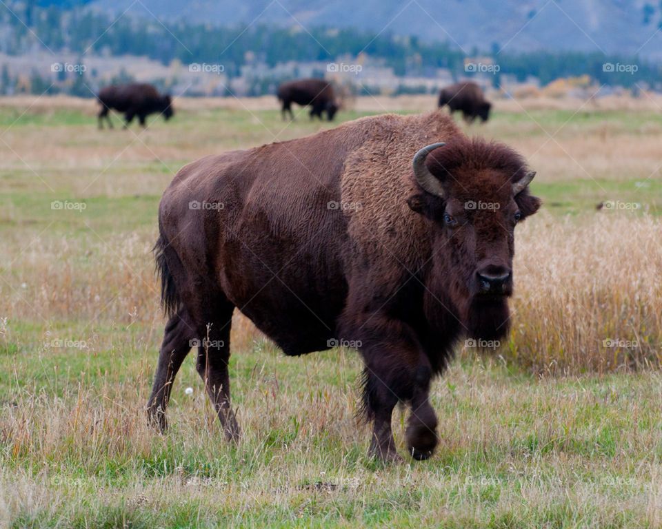 Buffalo in Field