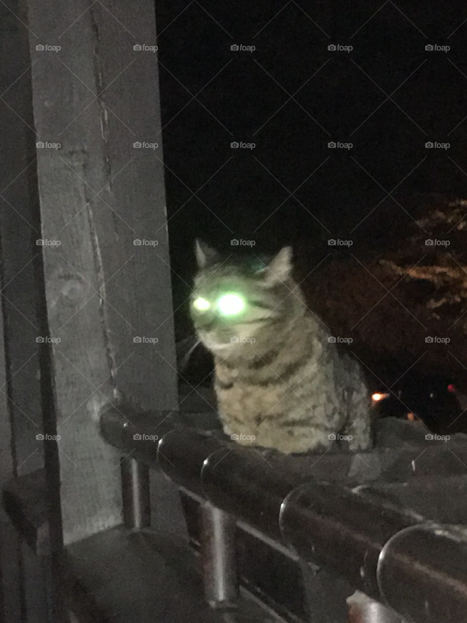 Cat’s eyes