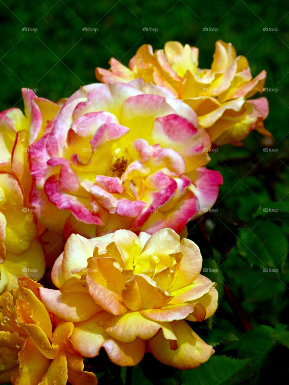 yellow roses with pink edges. Big bold beautiful roses! yellow with bright pink edges.