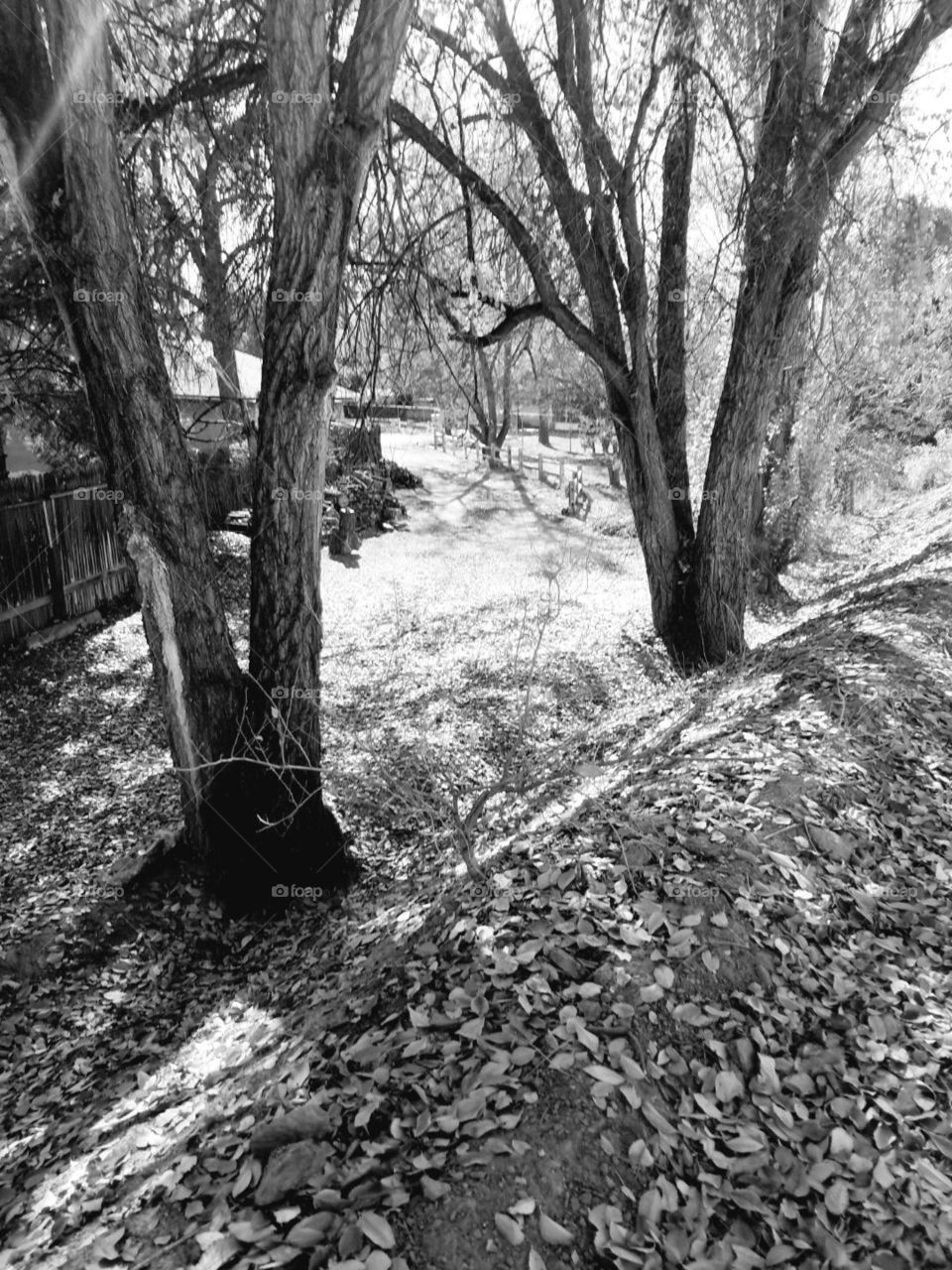 Trees in the woods of New Mexico