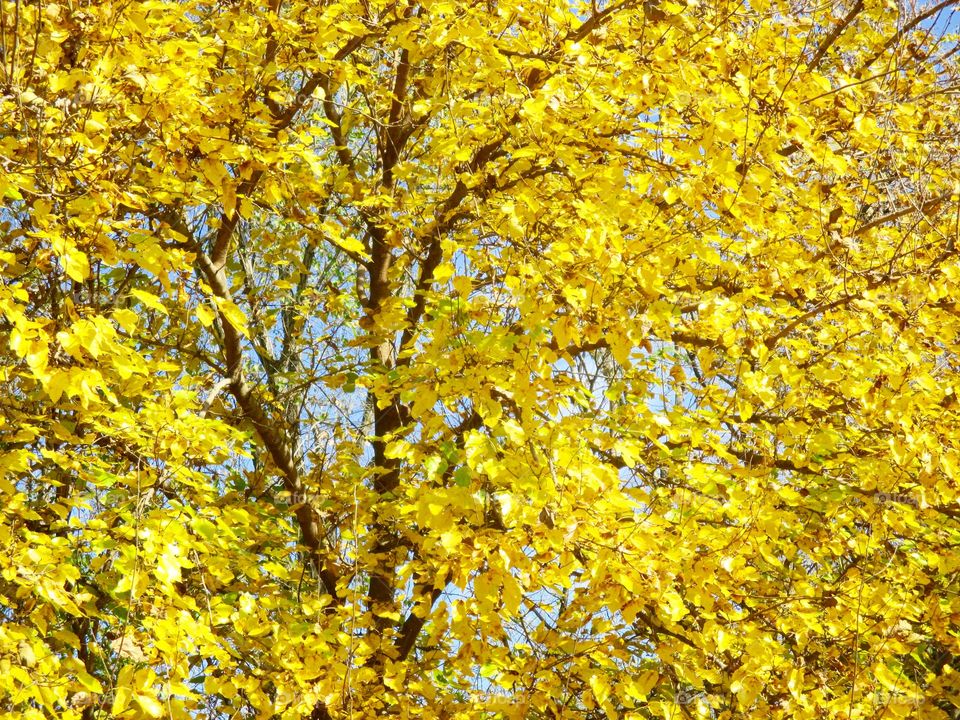 Yellow Leaves