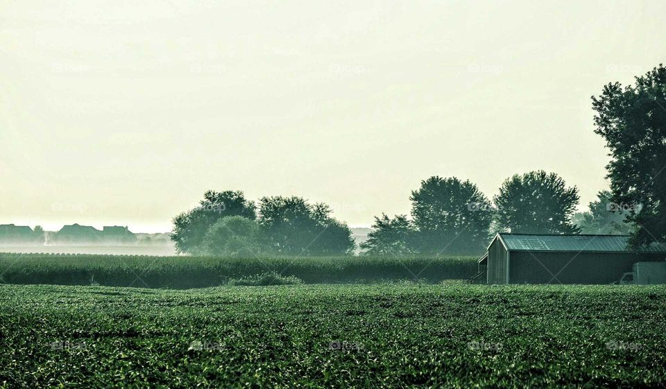 house on the grassy land