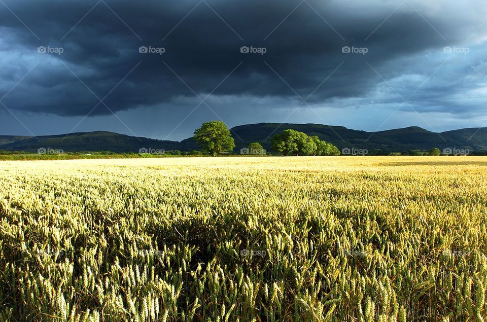 Wheat field under a stormy, almost black, sky with trees and hills in