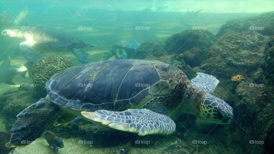 marine turtle