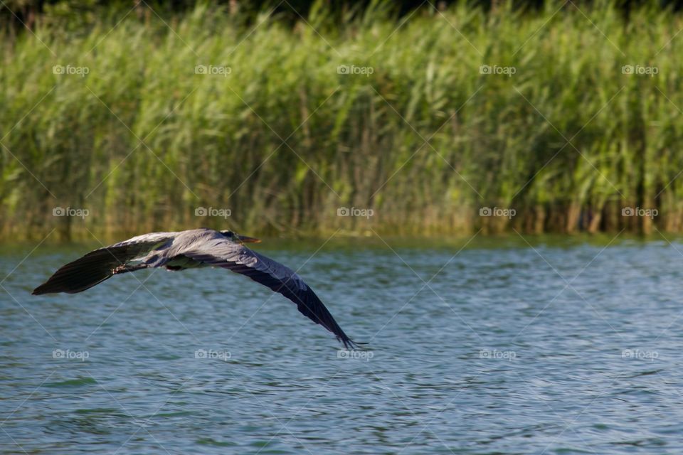 Great Grey Heron Flying