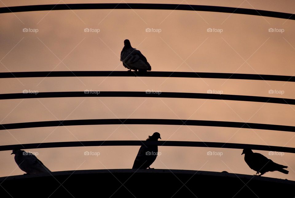 silhouettes of birds watching 