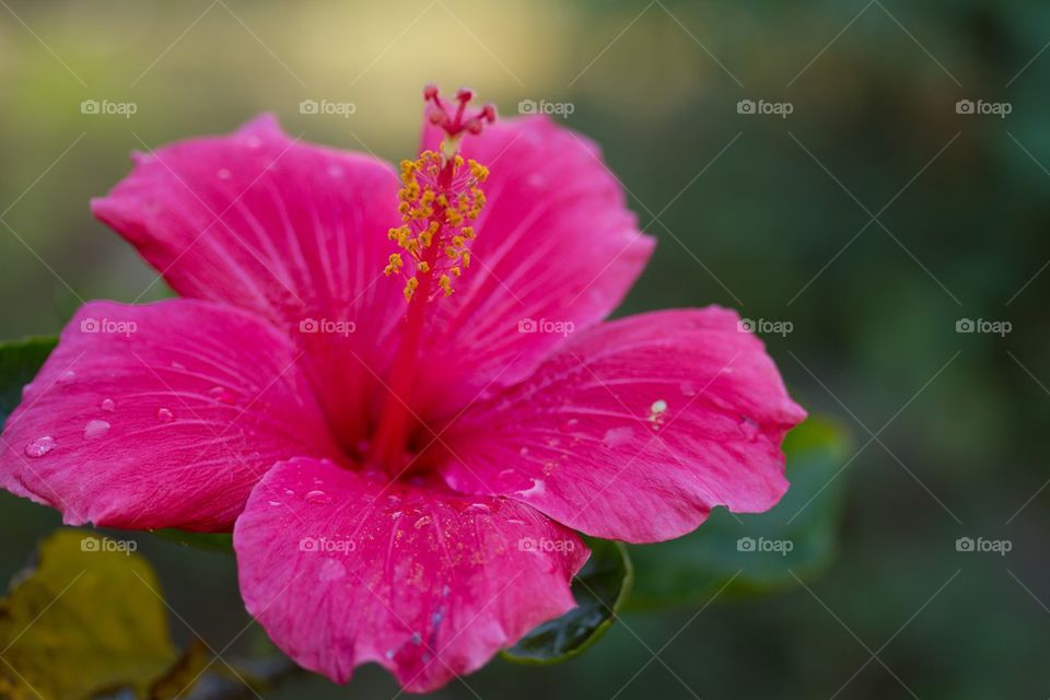 Pink Hibiscus