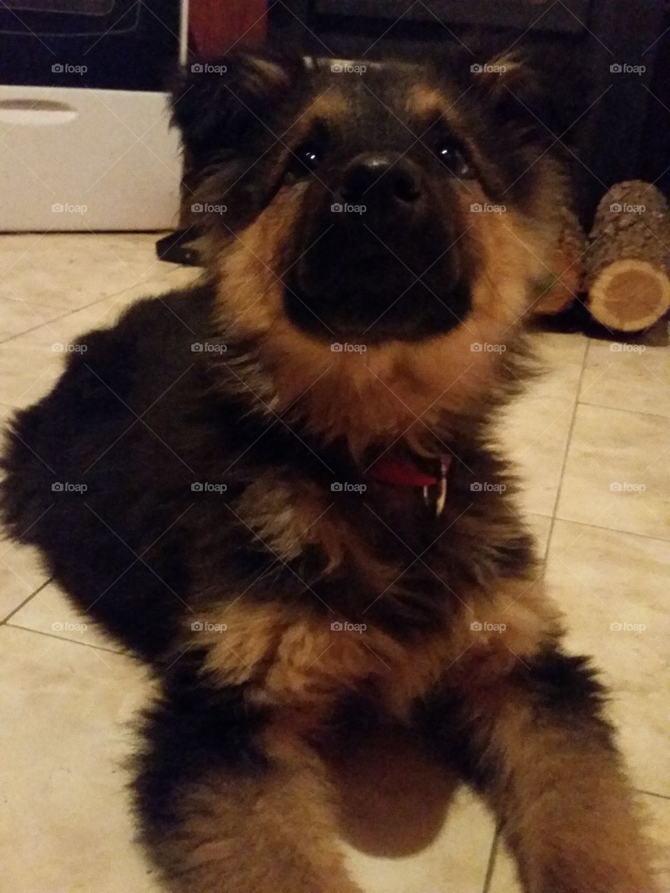 Dog, Mammal, Canine, Pet, Cute