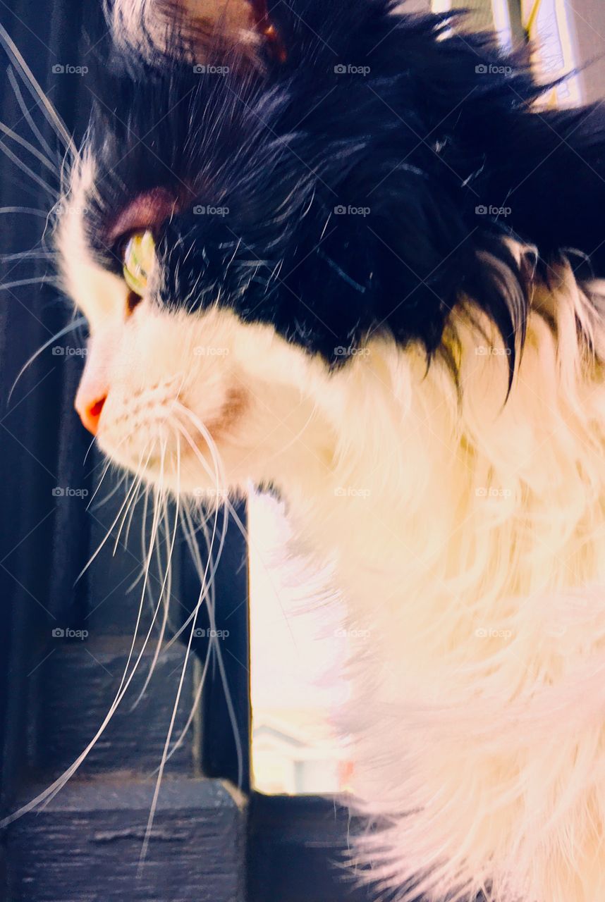 Tuxedo cat vivid color gold eyes warm tones