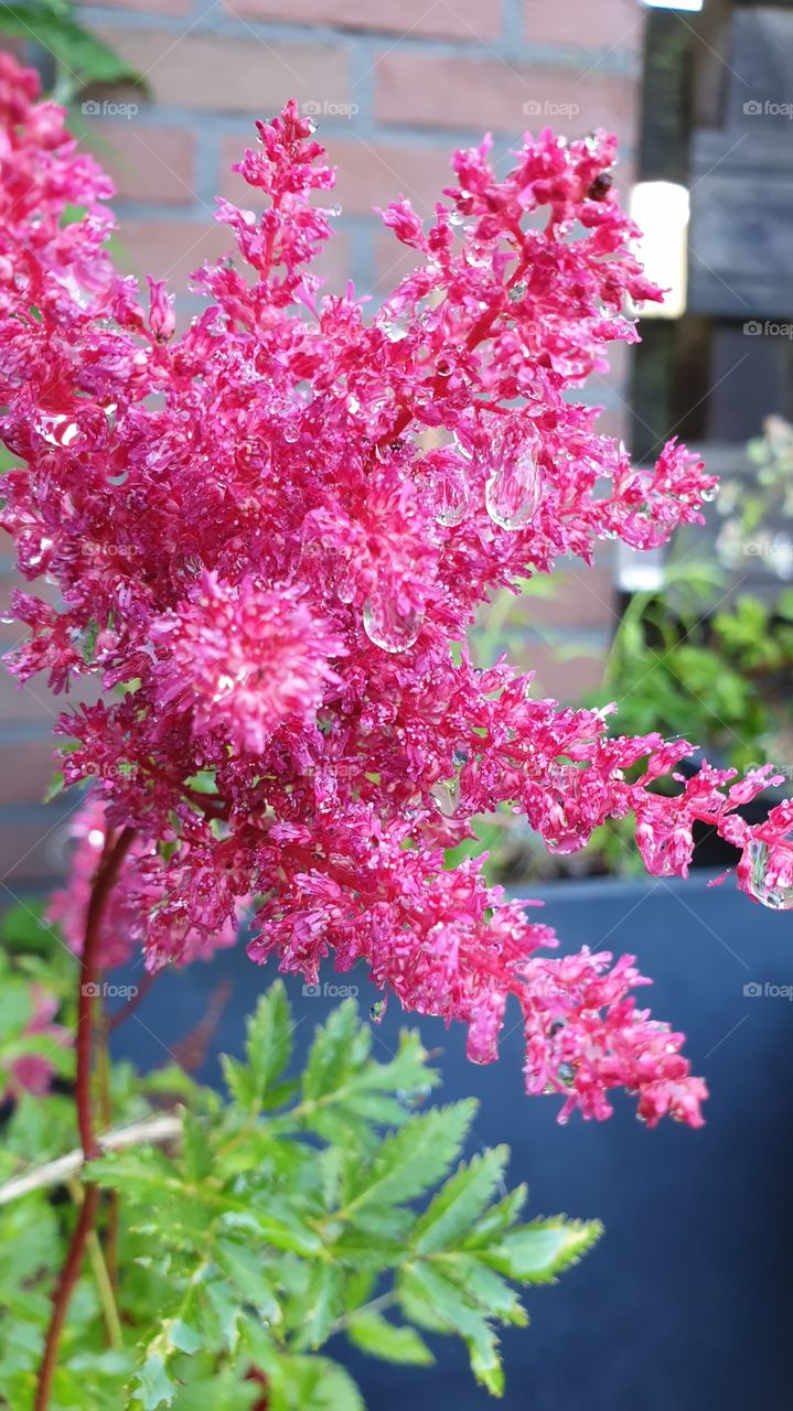 raindrops on flowers