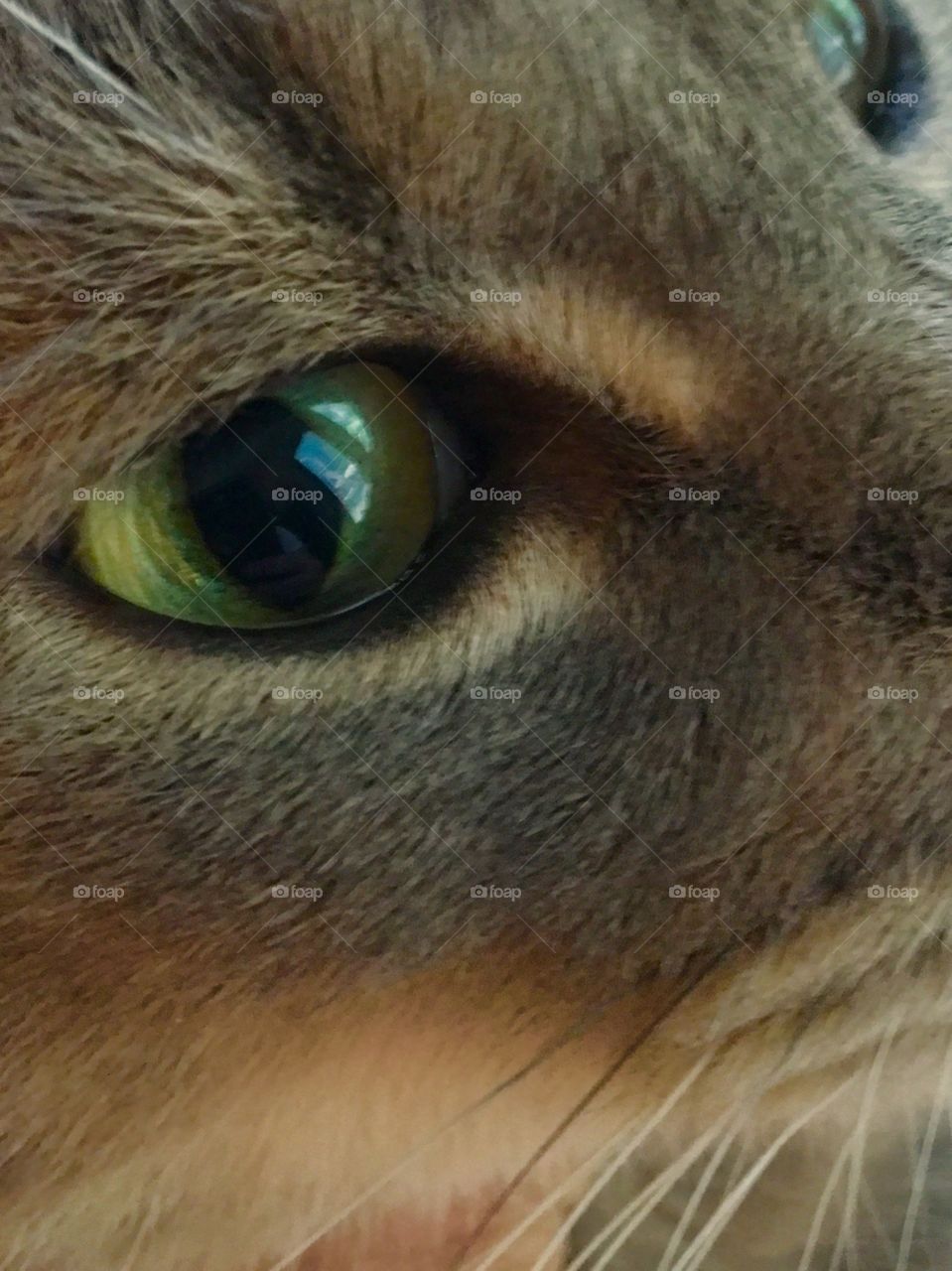 Cat's eye close up
