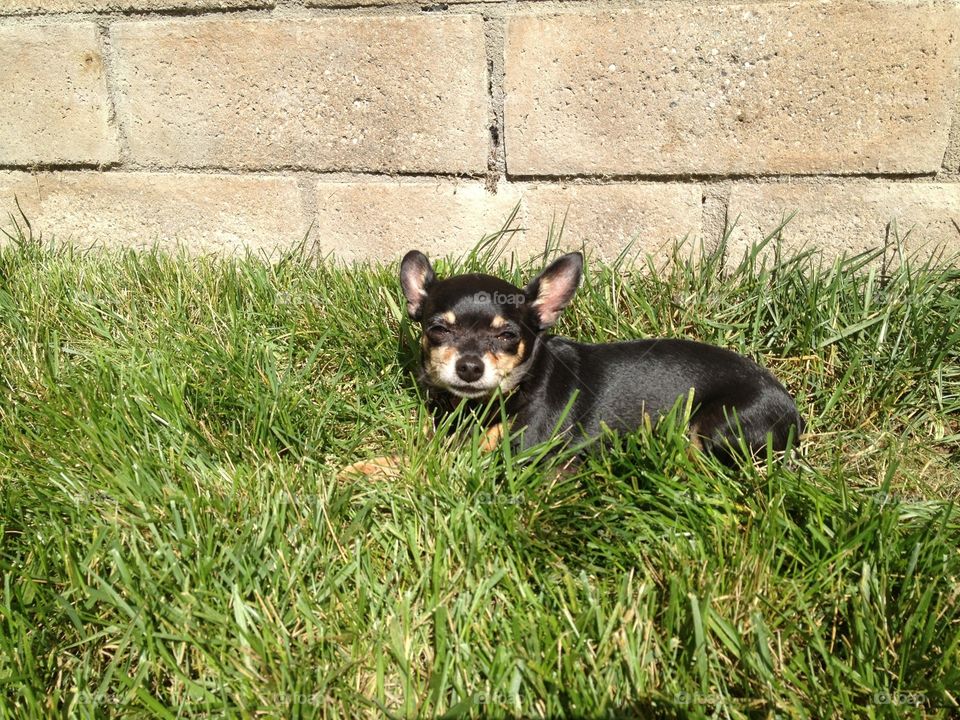 Chihuahua 