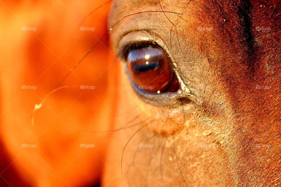 Horse eye