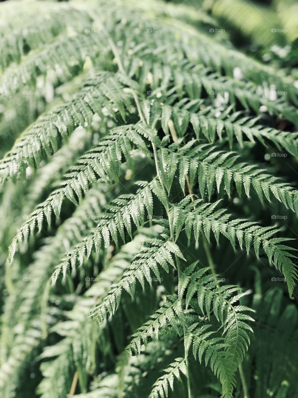 Fern