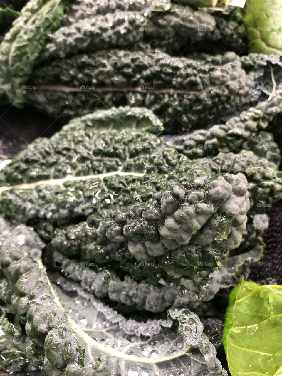 Closeup details of dark green produce leaves covered in melting frost. 