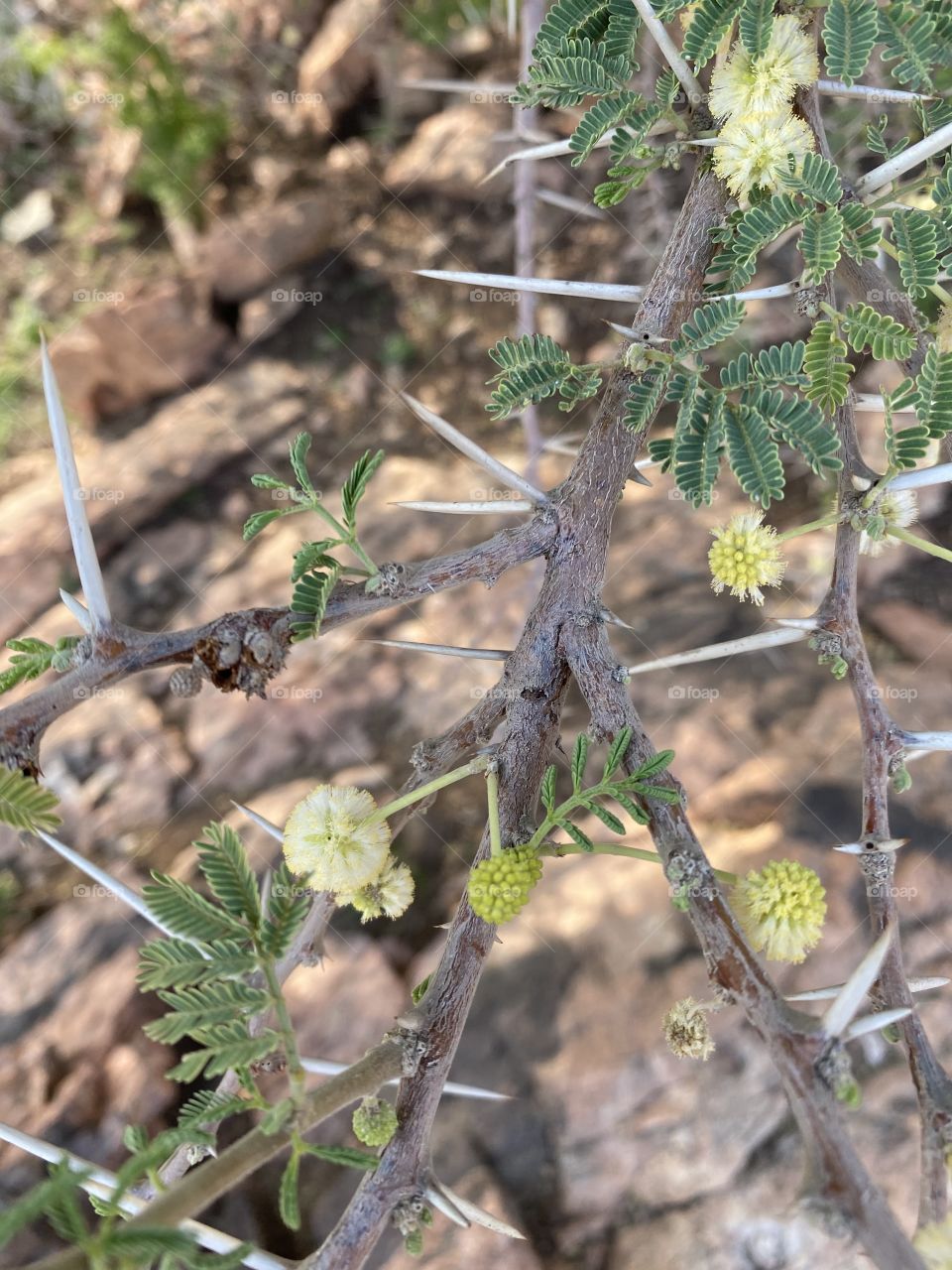 Taif mountains ⛰ rocks ,desert , amazing herbal 
