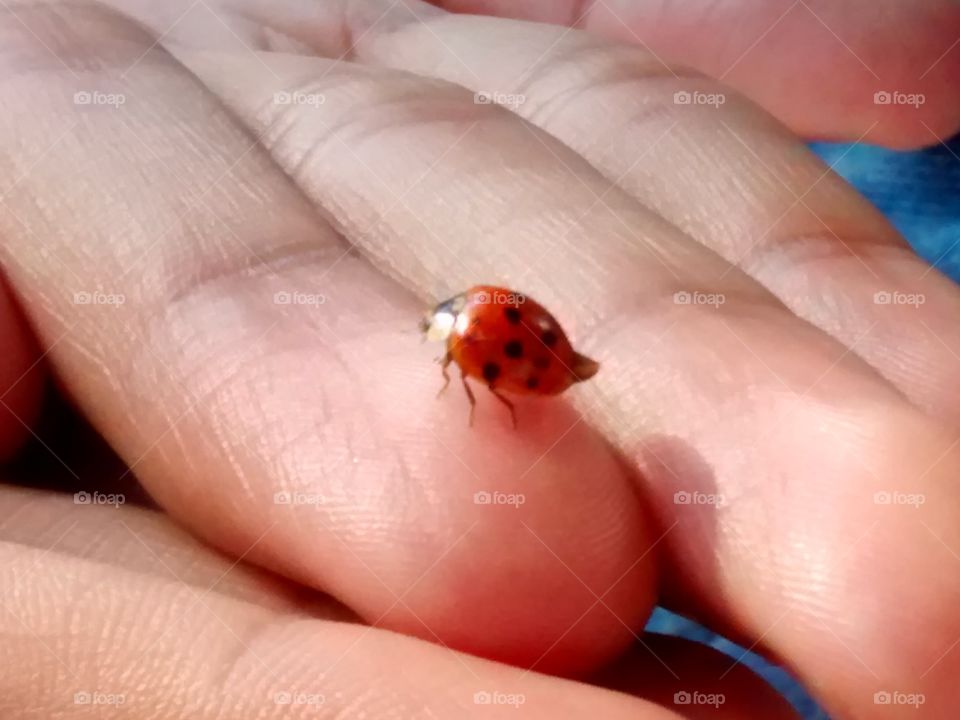 Lady bug red