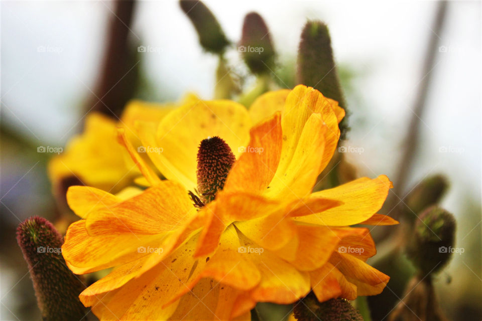 Pop of Yellow in a tin can.
This pretty flower was spotted in a tea stall in Darjeeling, sitting in an dirty, old oil can. The bright colour of this flower definitely caught a lot of attention!