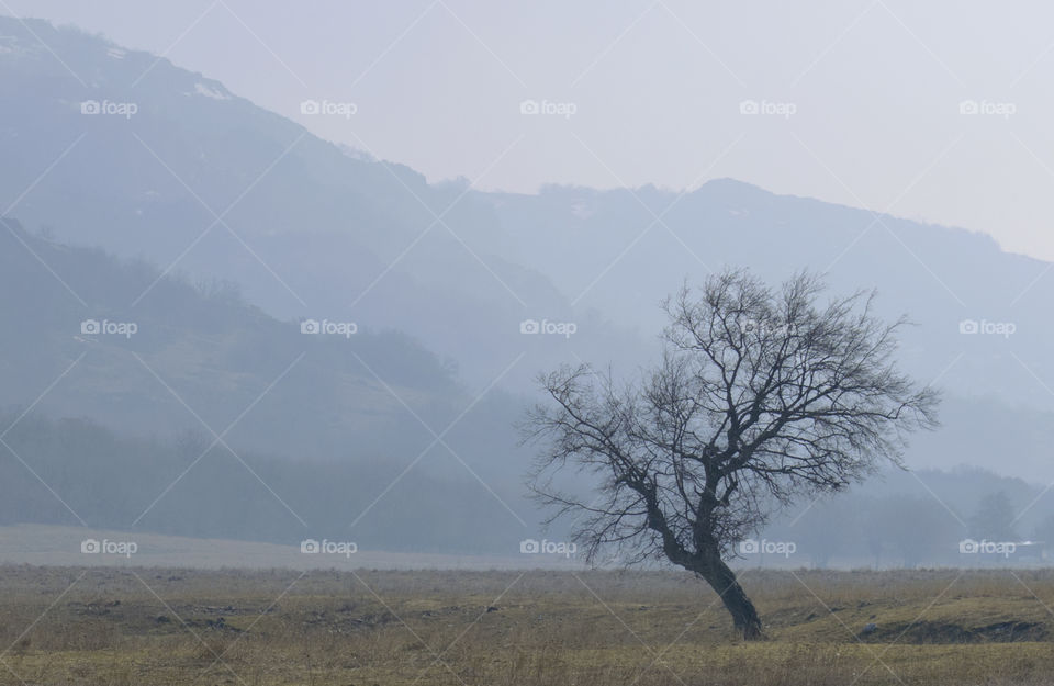 Tree in a foggy day on mountain background.Black and white photography.