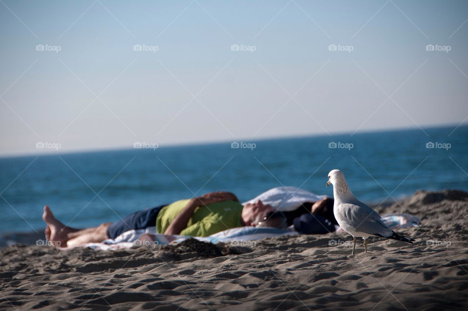 Woman sunbathing on the beach with a pigeon