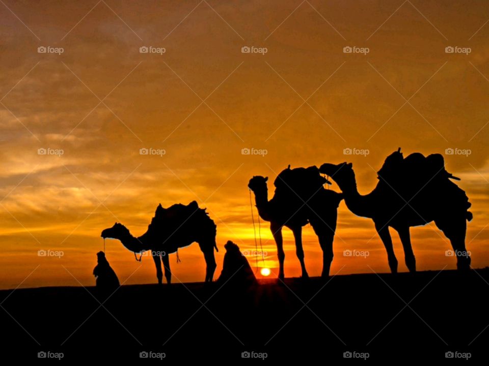 Travel background - two cameleers (camel drivers) with camels silhouettes in dunes of desert on sunset - Image