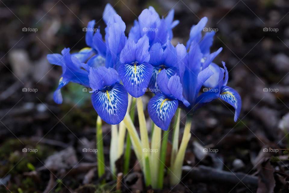 Closeup of beautiful blue iris flowers in spring 