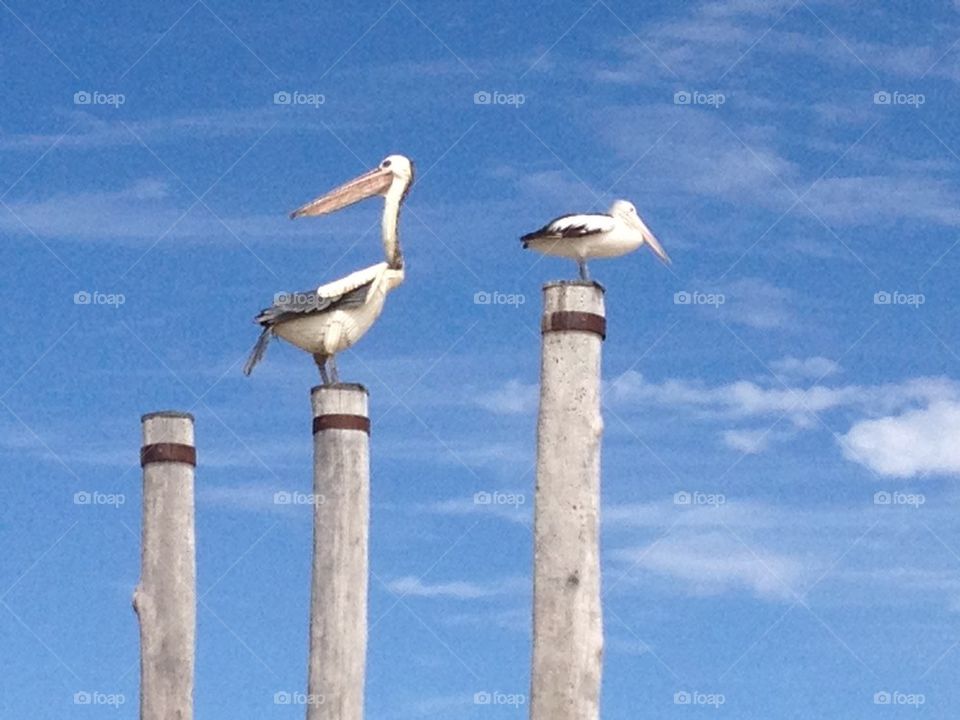 Pelicans perching on dock