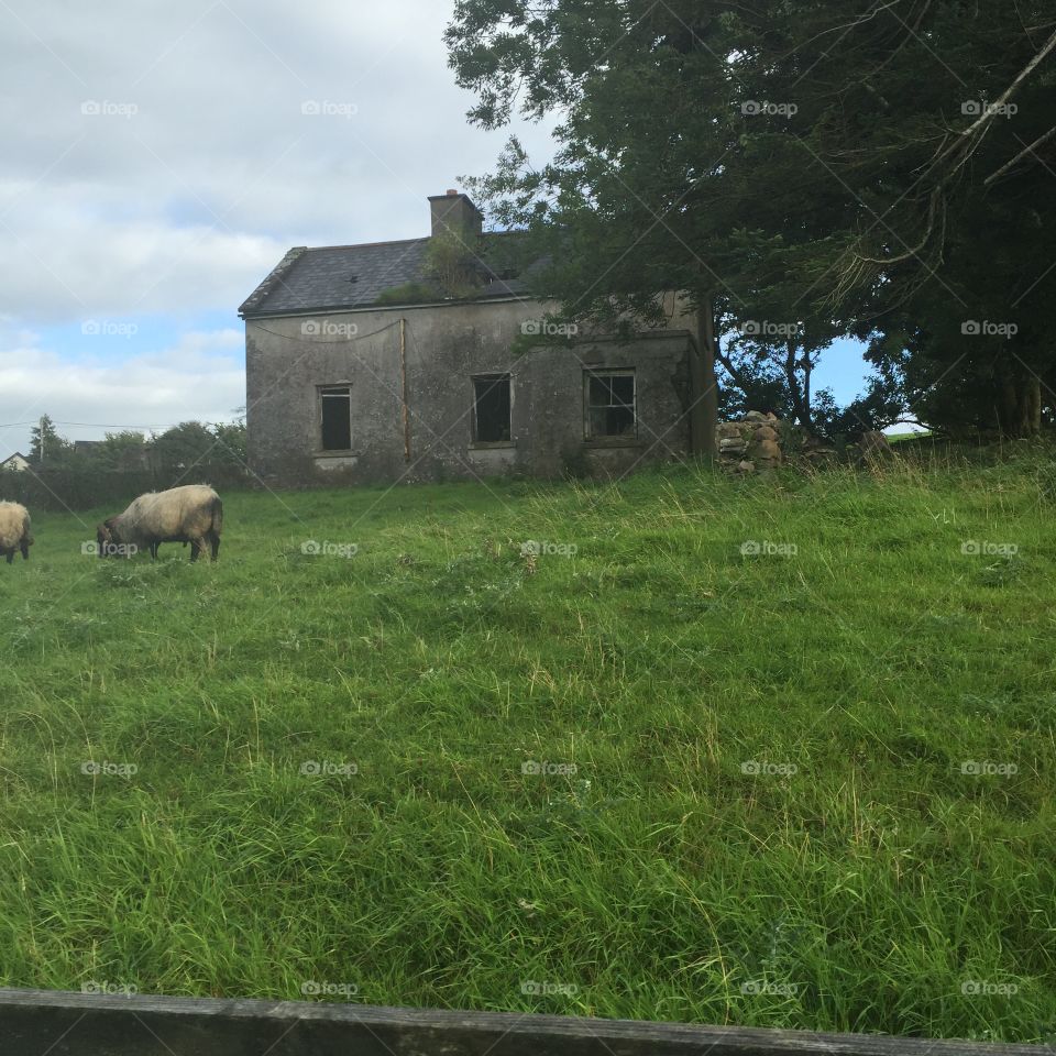 Agriculture, Farm, Landscape, Sheep, Cattle
