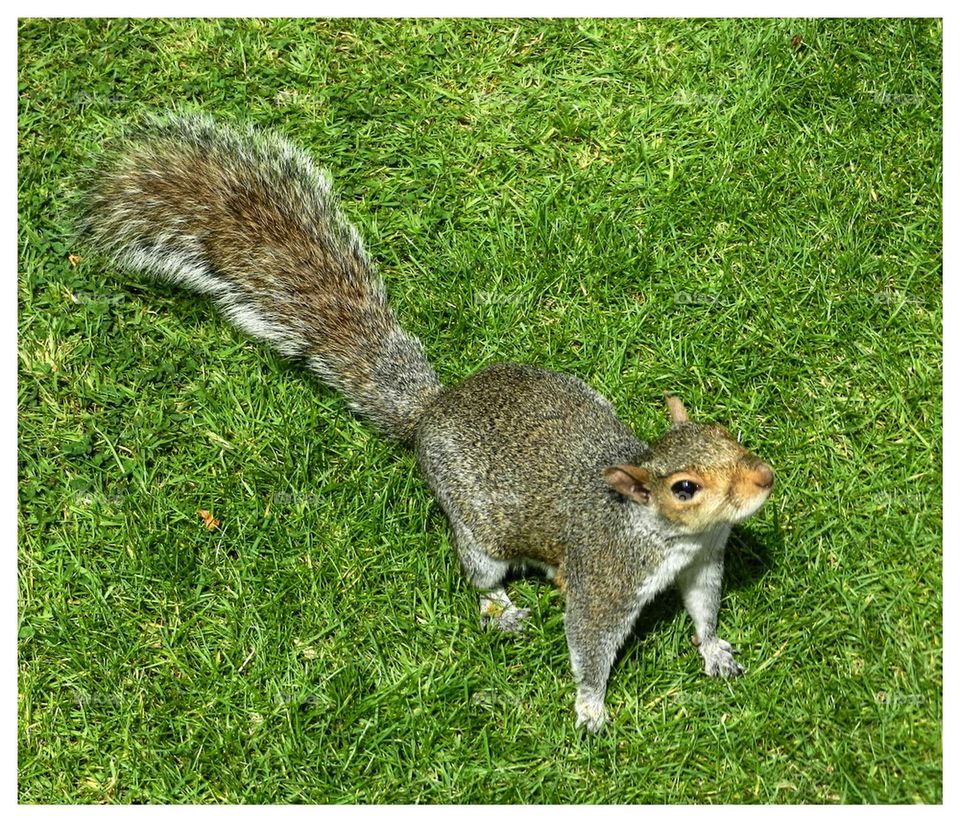 Squirrel 