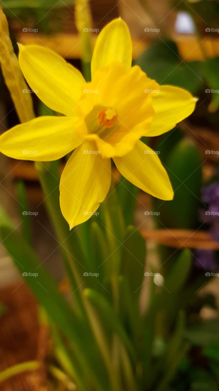 daffodils