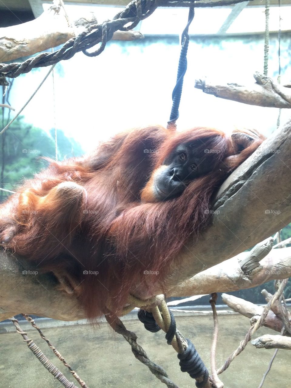 Orangutan chillen