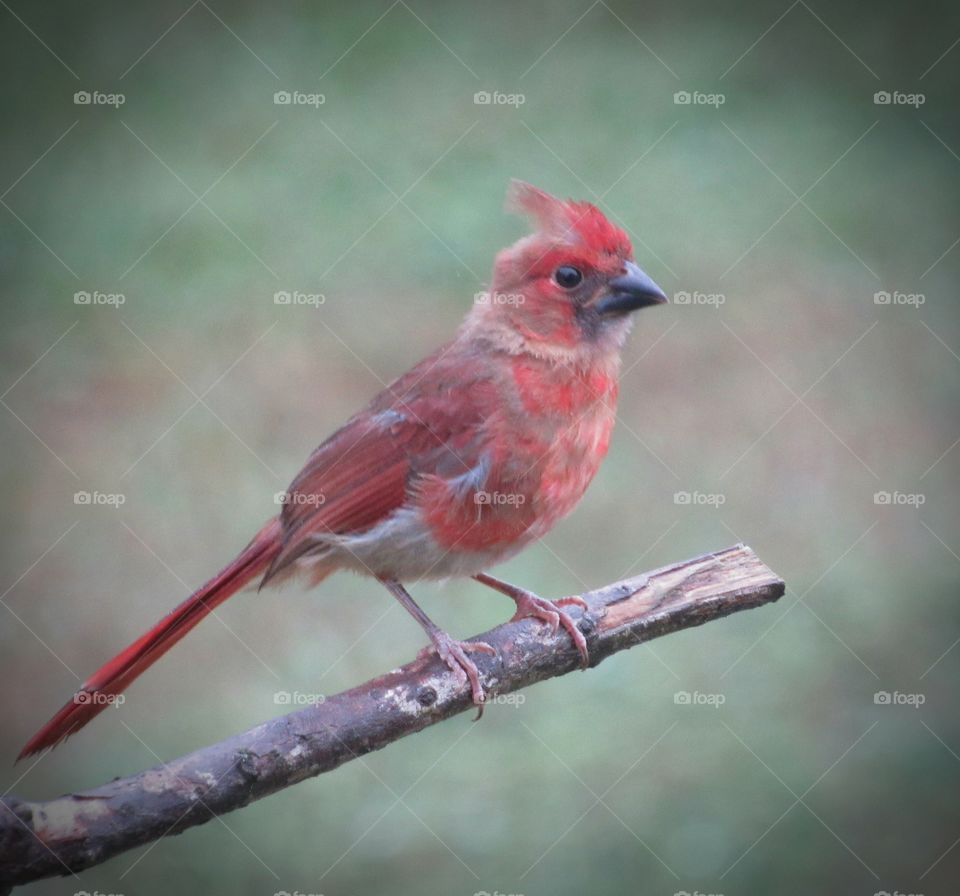 Fledgling male Cardinal
