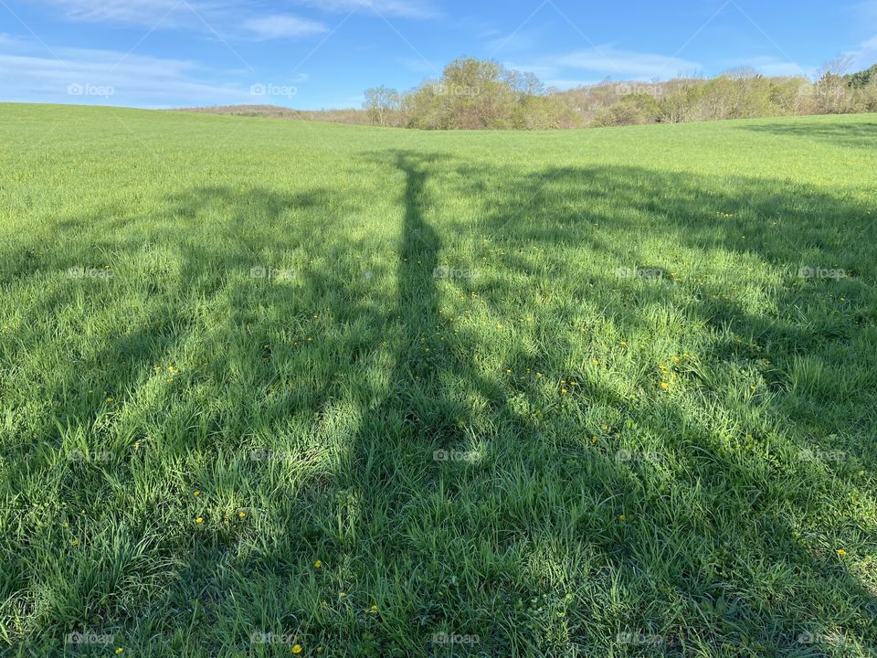 Green grass and blue sky and shadow of a tree
