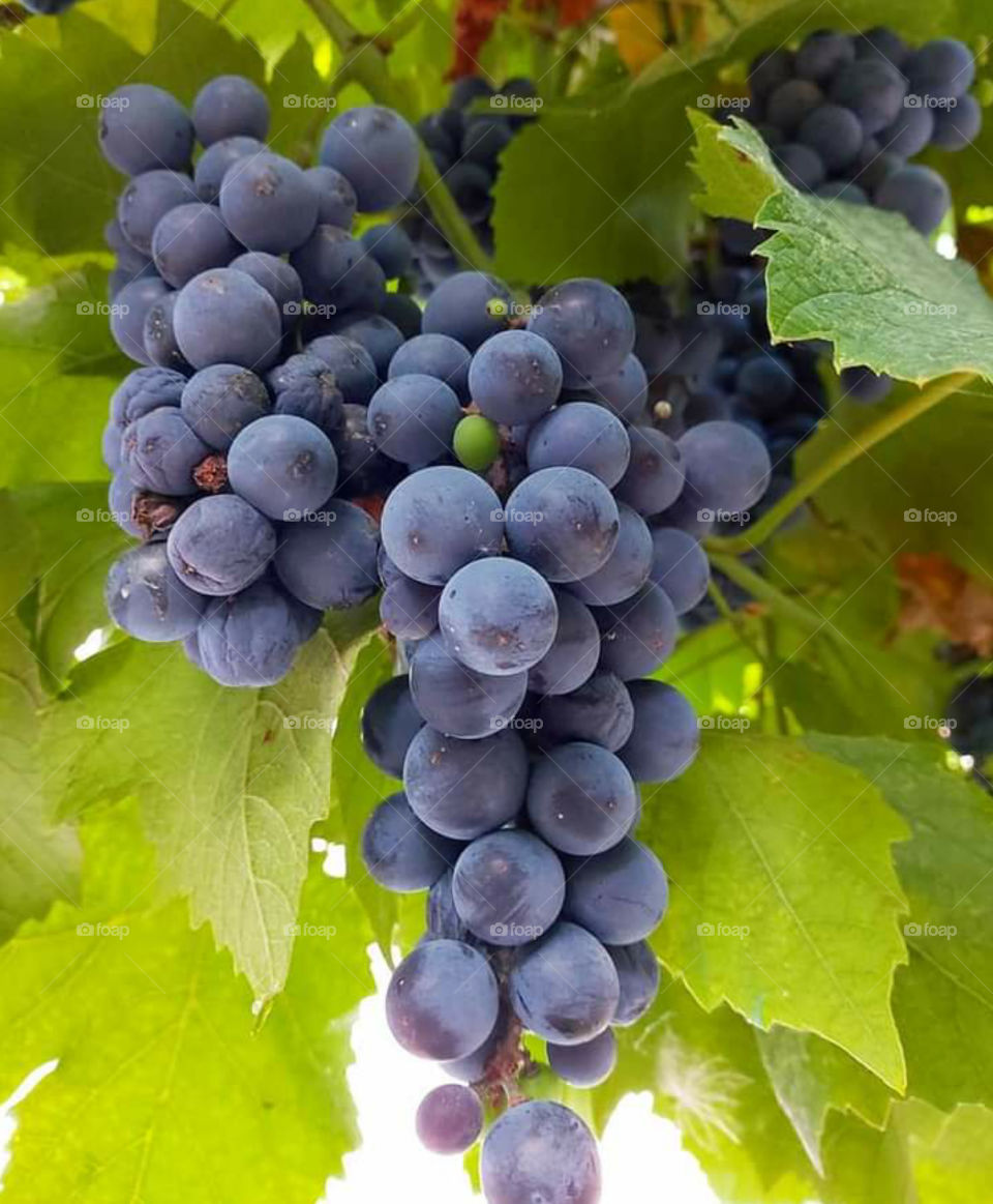 ripe grapes