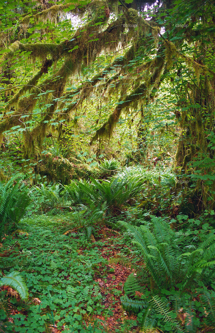 Moss on tree branches