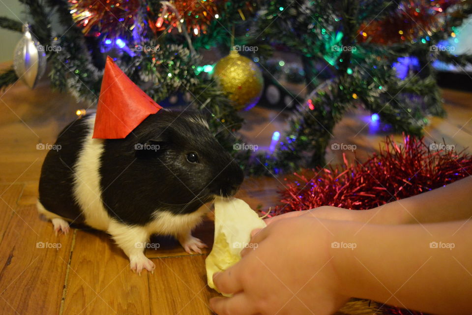 Guinea pig pet funny portrait and child Christmas time