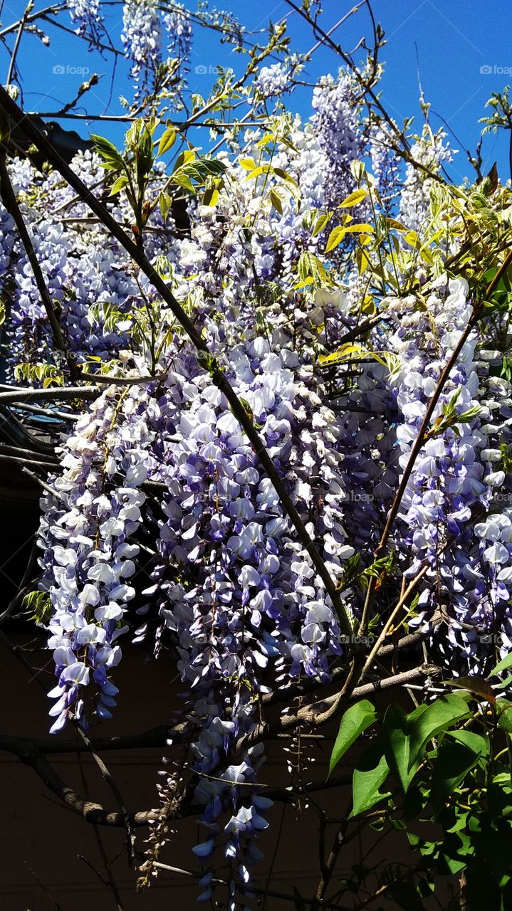 весна, цветы