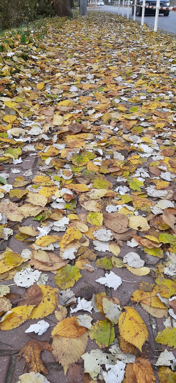 Colourful leaves on pavement in autumn