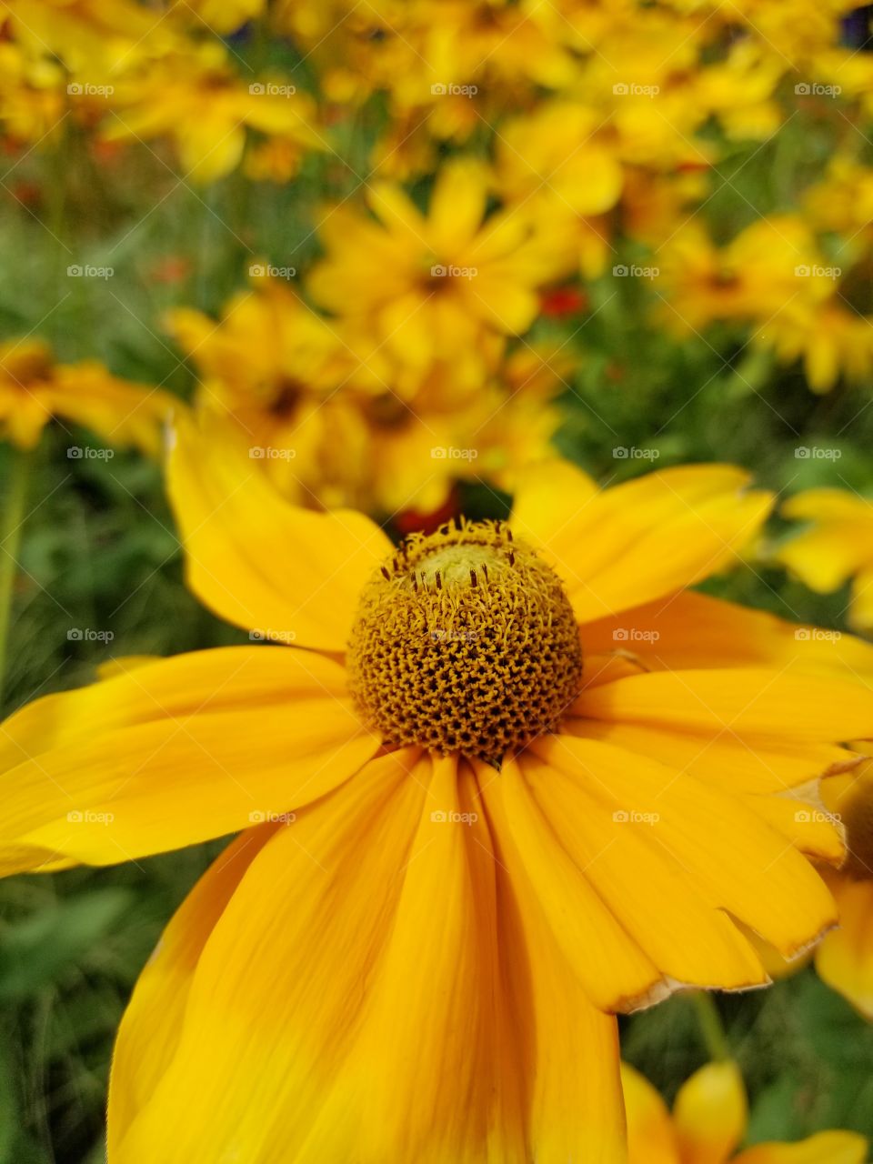 Yellow flowers in the field