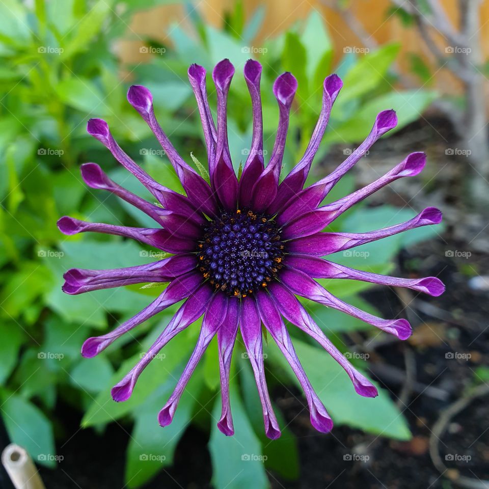 A developing flower ready to show it's beauty