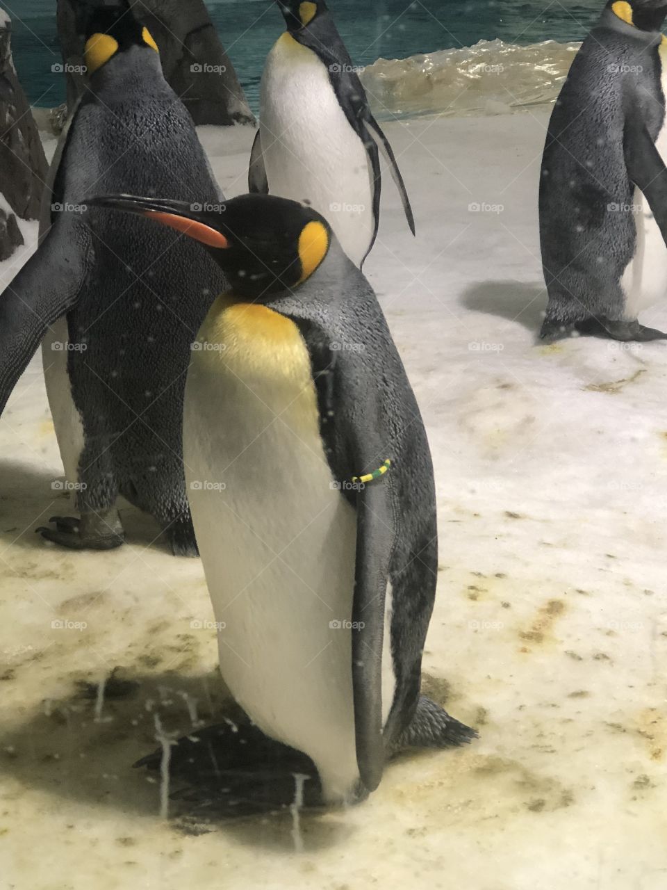 Penguin 