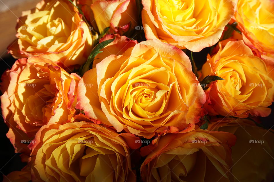 Yellow roses closeup