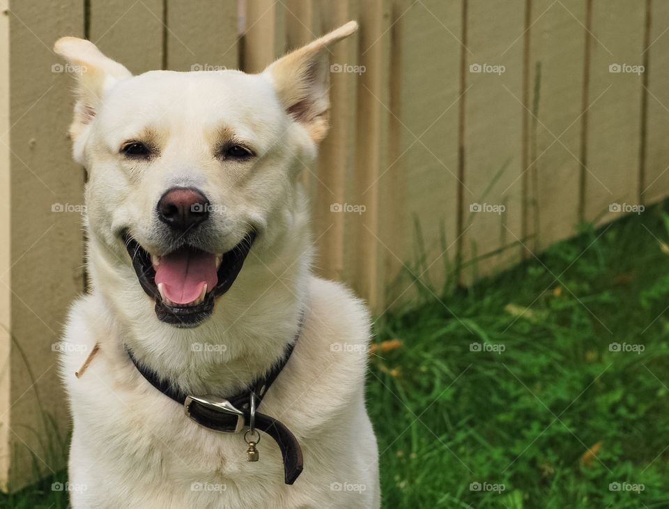 Portrait of a dog