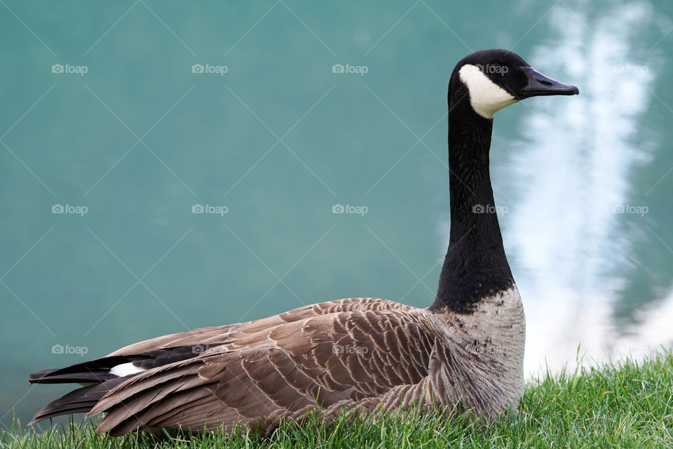 goose