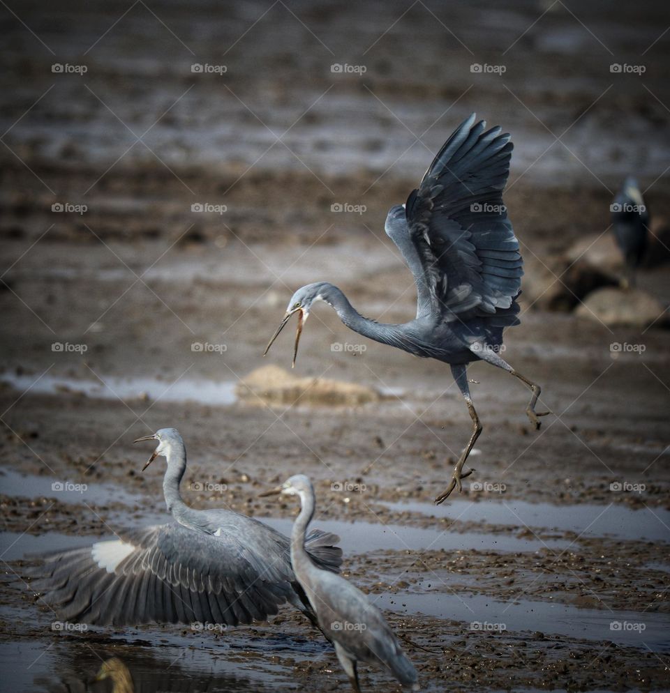 herons fighting